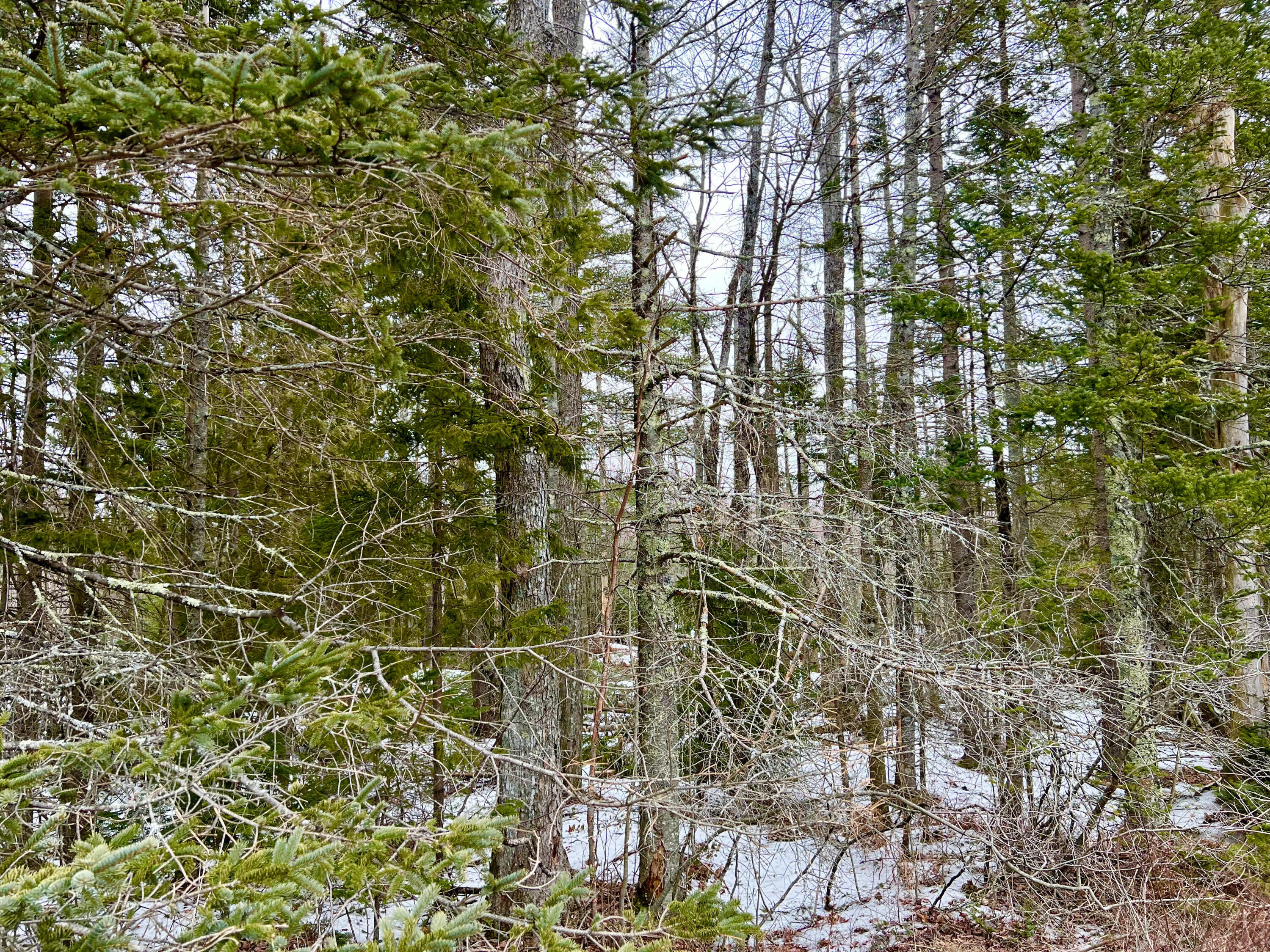 Lot 4 High Street Ellsworth, ME 04605 - Photo 3 of 10 Commercial Land
