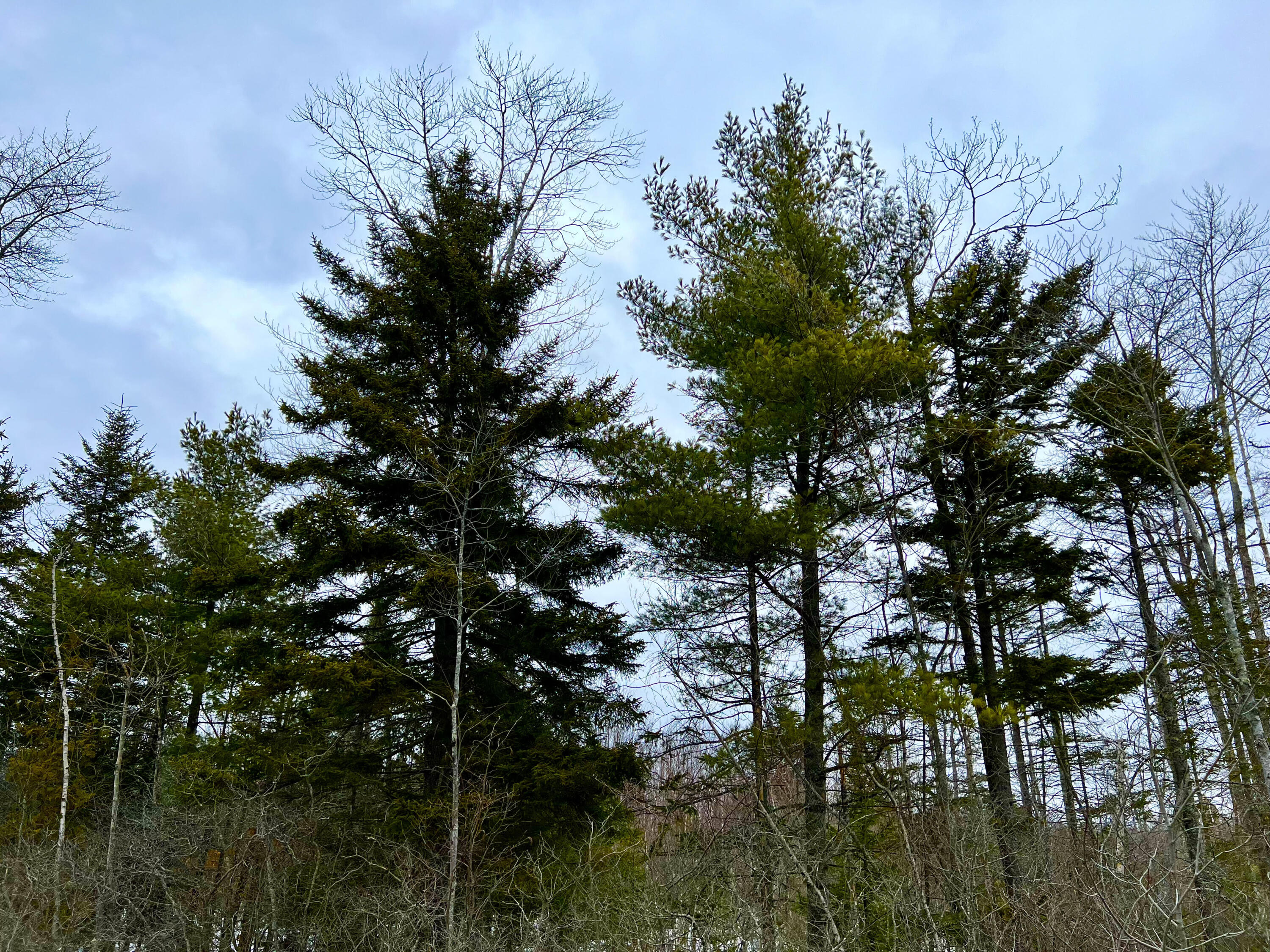 Lot 4 High Street Ellsworth, ME 04605 - Photo 5 of 10 Commercial Land