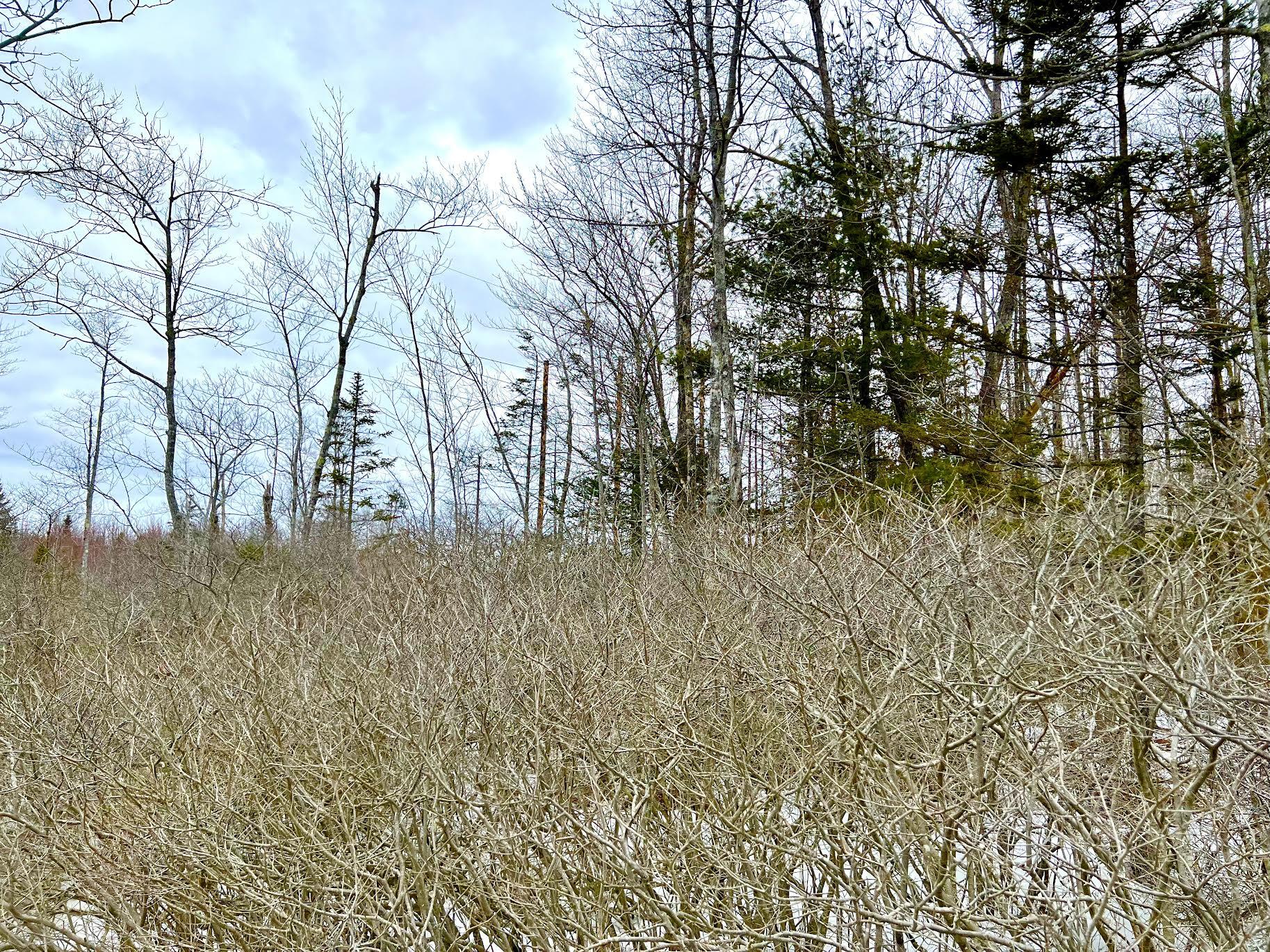Lot 4 High Street Ellsworth, ME 04605 - Photo 6 of 10 Commercial Land