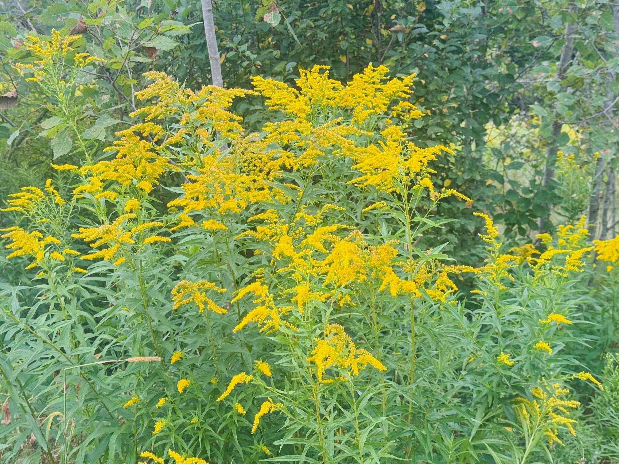 101 Benedicta Road Sherman, ME 04776 - Photo 16 of 17 IMG_1613