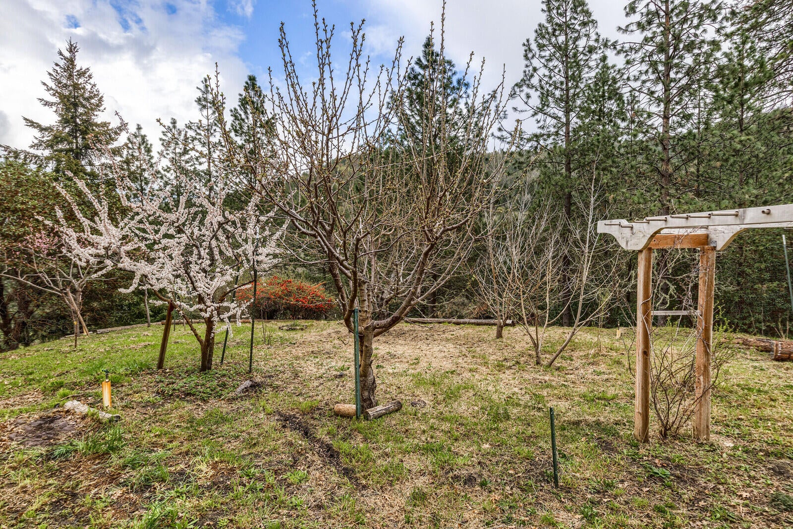 4790 Andrews Road Medford, OR 97501 - Photo 57 of 80 Fruit and nut trees just starting to bloom.