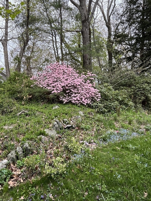 27 Locust Avenue Lexington, MA 02421 - Photo 33 of 38 a view of a backyard