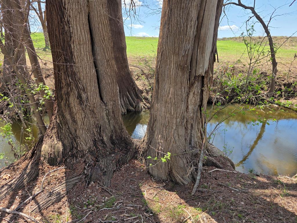 609 Water Street Comfort, TX 78013 - Photo 7 of 17 a view of a yard with plants and a bench