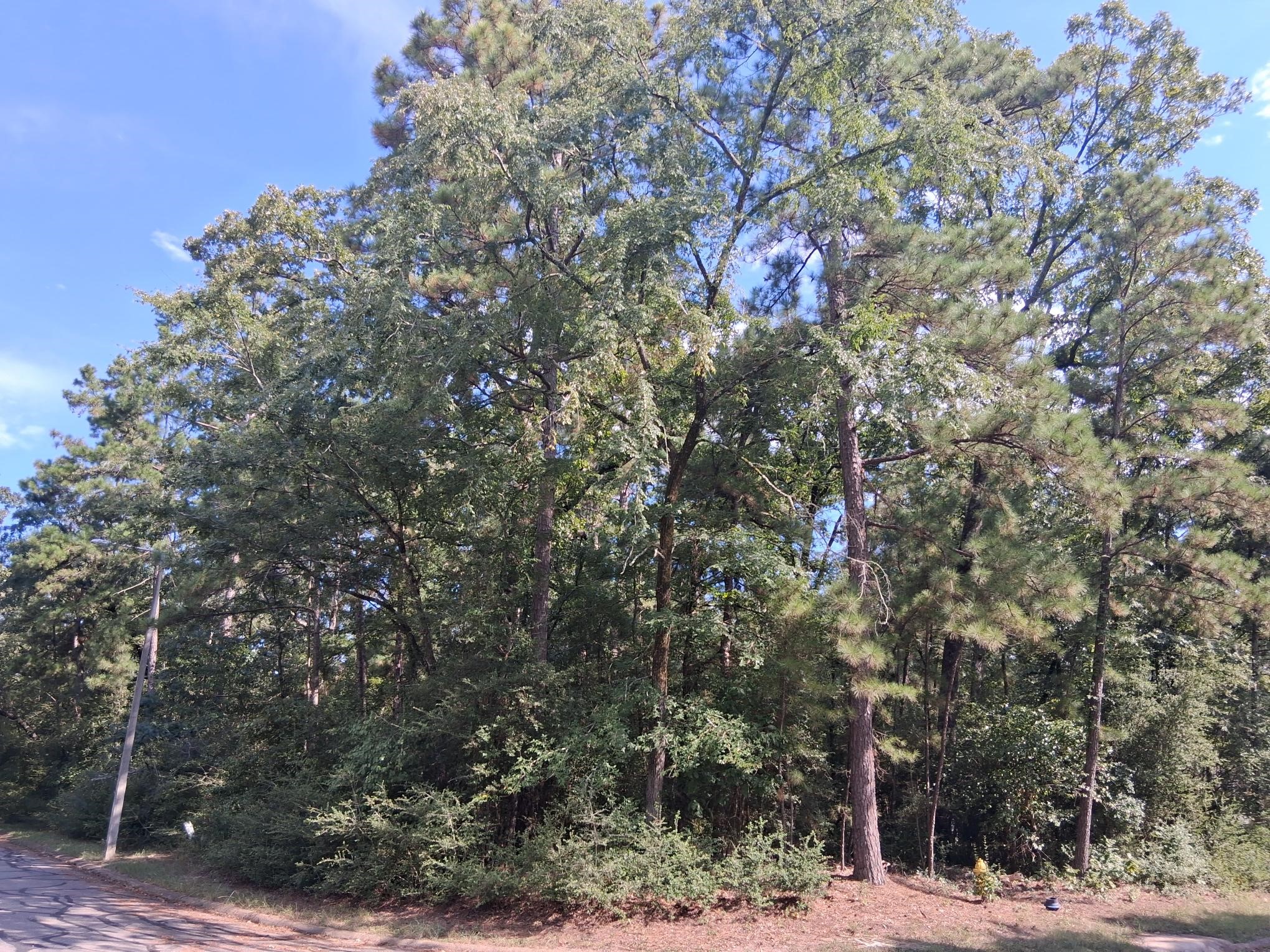 Tbd Rantoul Court Point Blank, TX 77364 - Photo 2 of 10