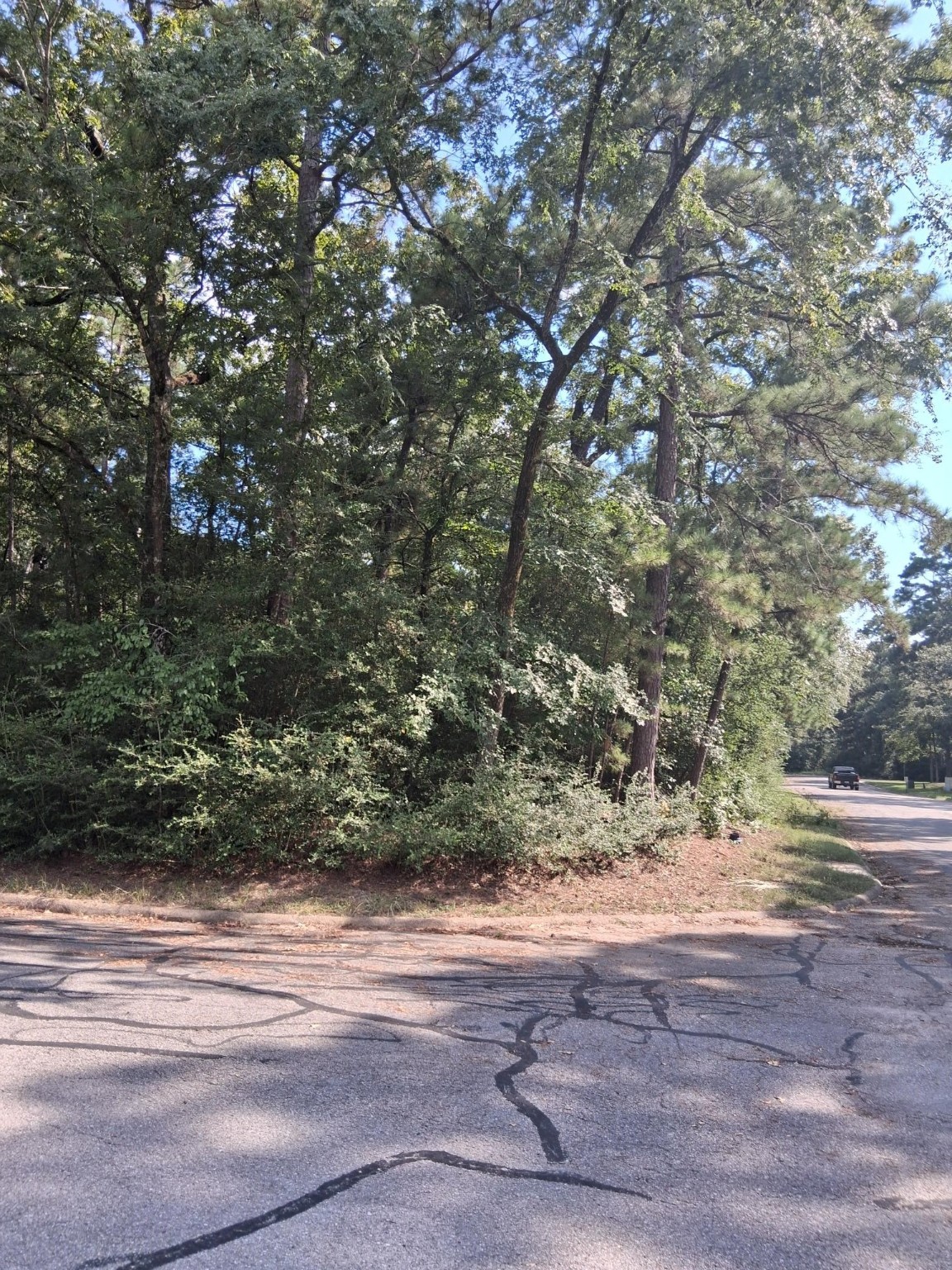 Tbd Rantoul Court Point Blank, TX 77364 - Photo 6 of 10 a view of a yard with plants and trees