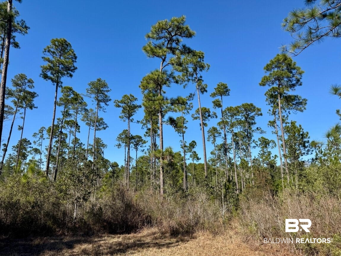White Road Bay Minette, AL 36507 - Photo 32 of 32 View of nature