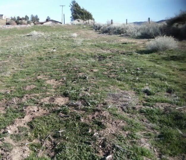 Ripton Rd Lake Lake Elizabeth, CA 93532 - Photo 4 of 7 a view of a field of grass and trees