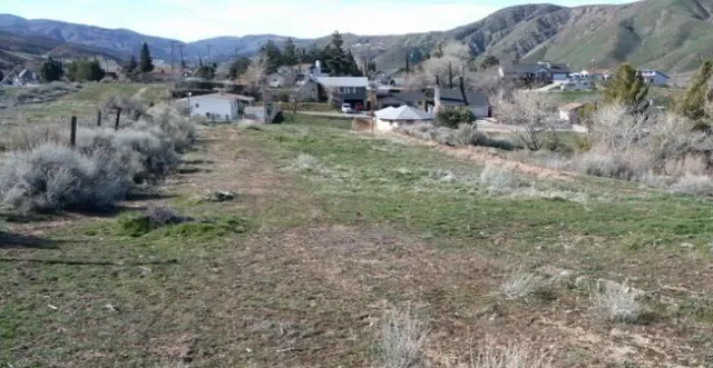 a view of a forest with a tree