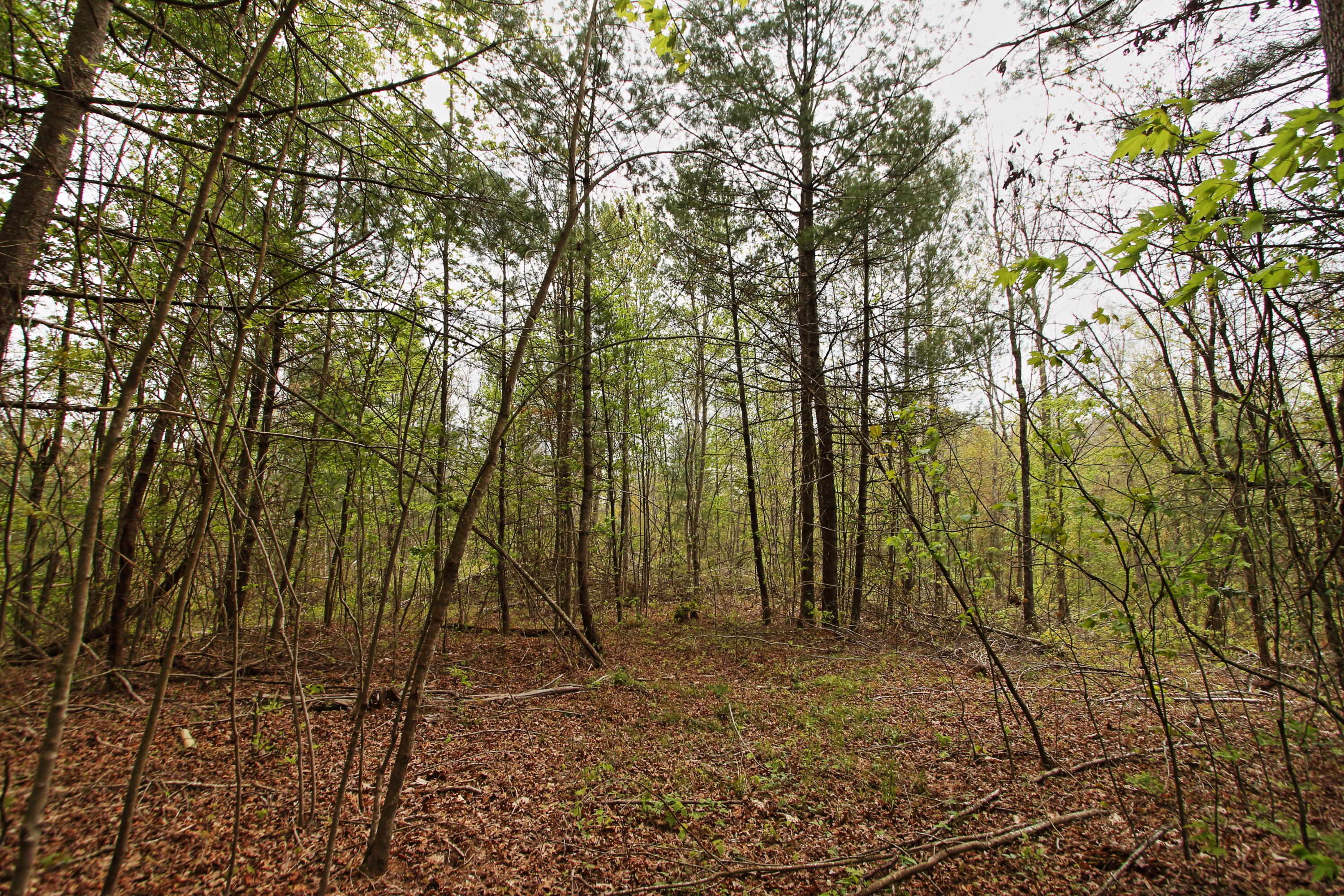 32-acres Mt Helen Road Allardt, TN 38504 - Photo 1 of 15 z7