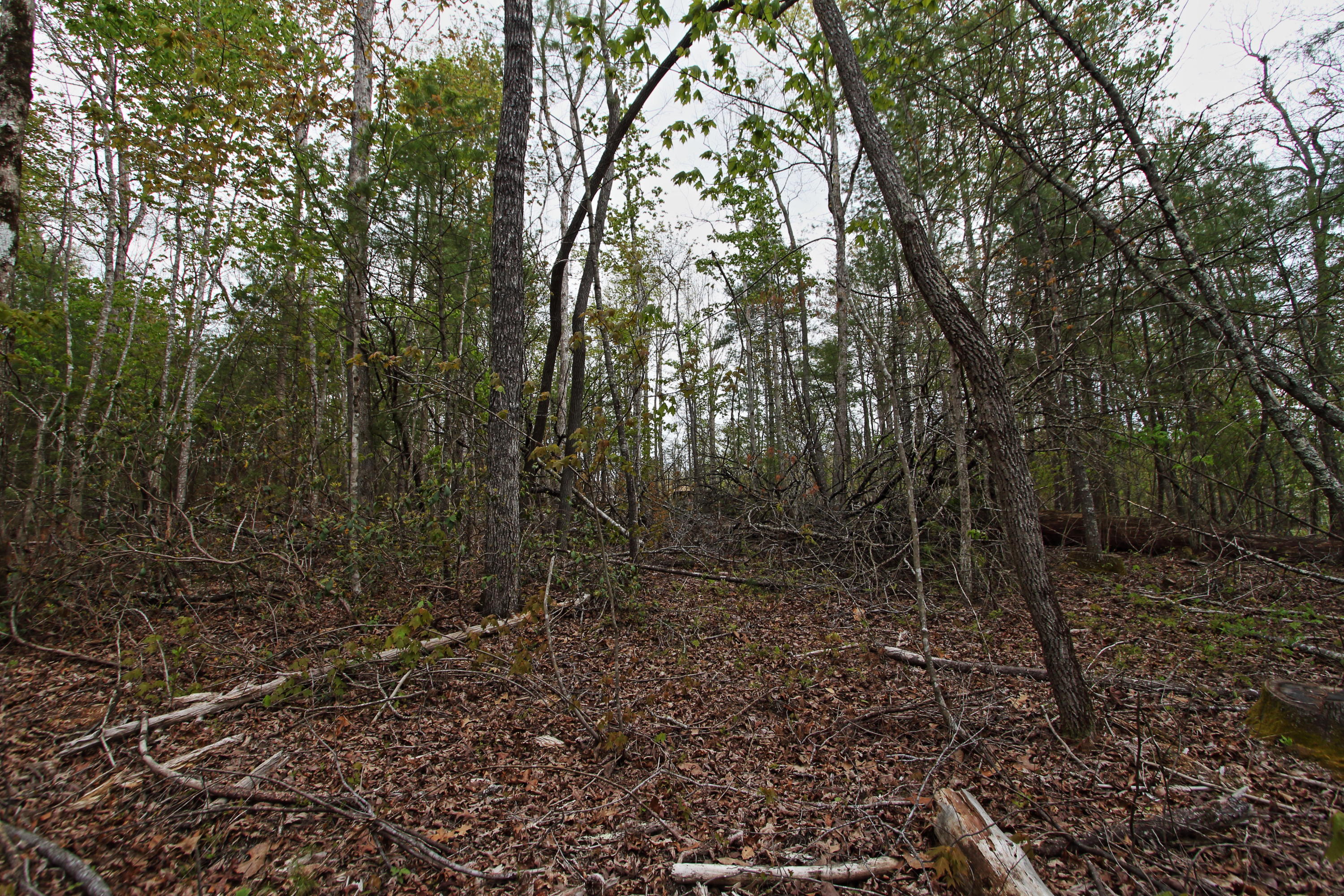 32-acres Mt Helen Road Allardt, TN 38504 - Photo 2 of 15 z3