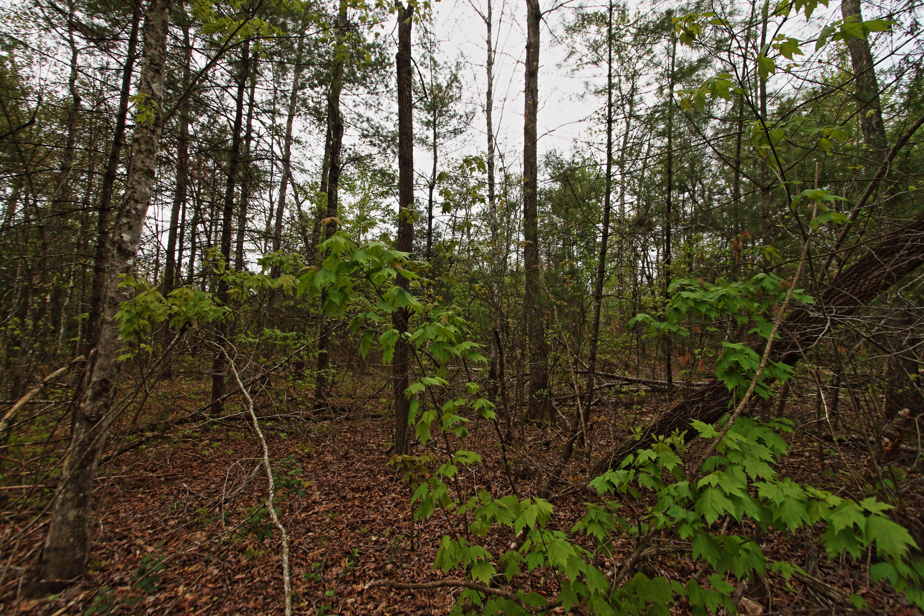 32-acres Mt Helen Road Allardt, TN 38504 - Photo 11 of 15 z9