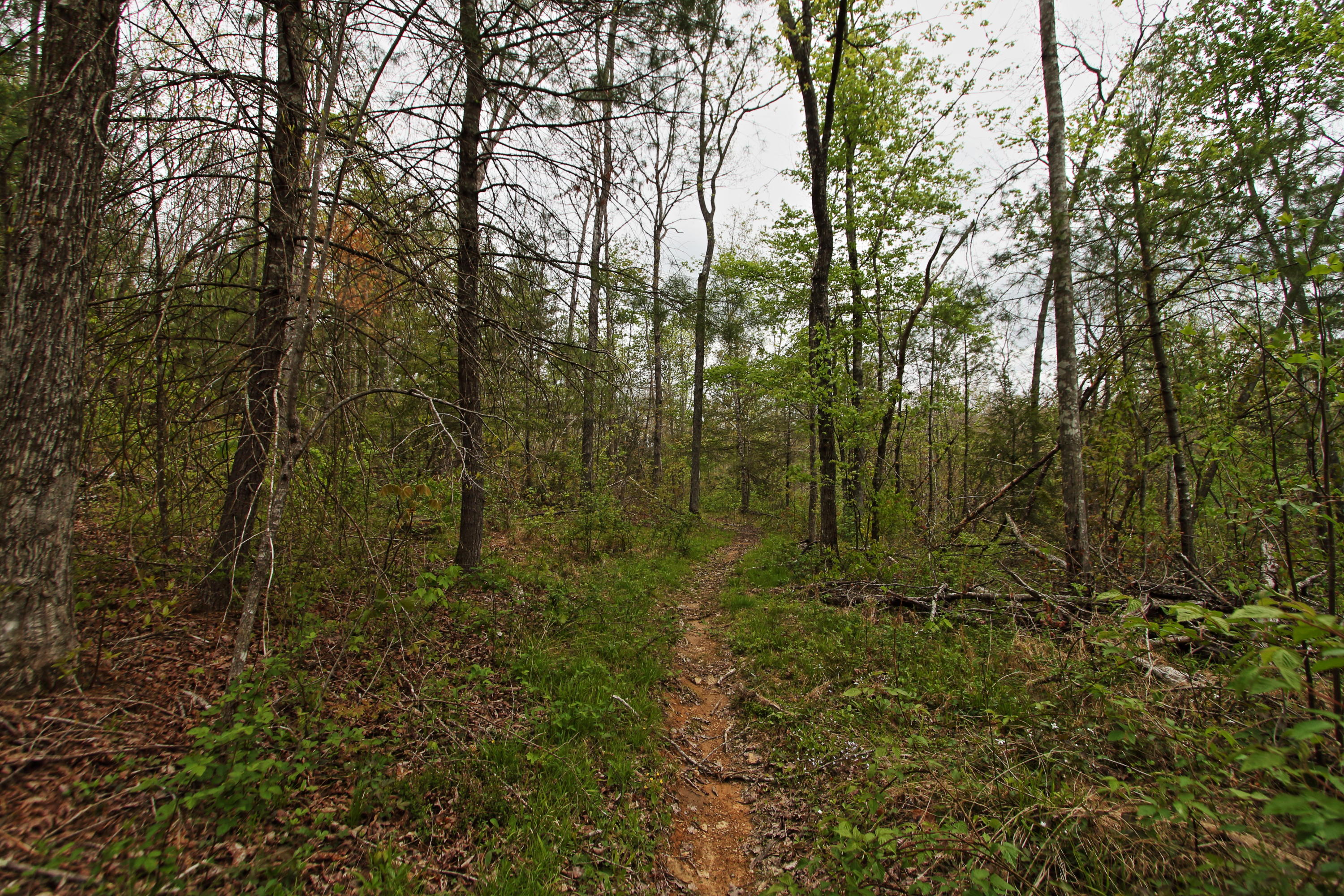 32-acres Mt Helen Road Allardt, TN 38504 - Photo 12 of 15 z10