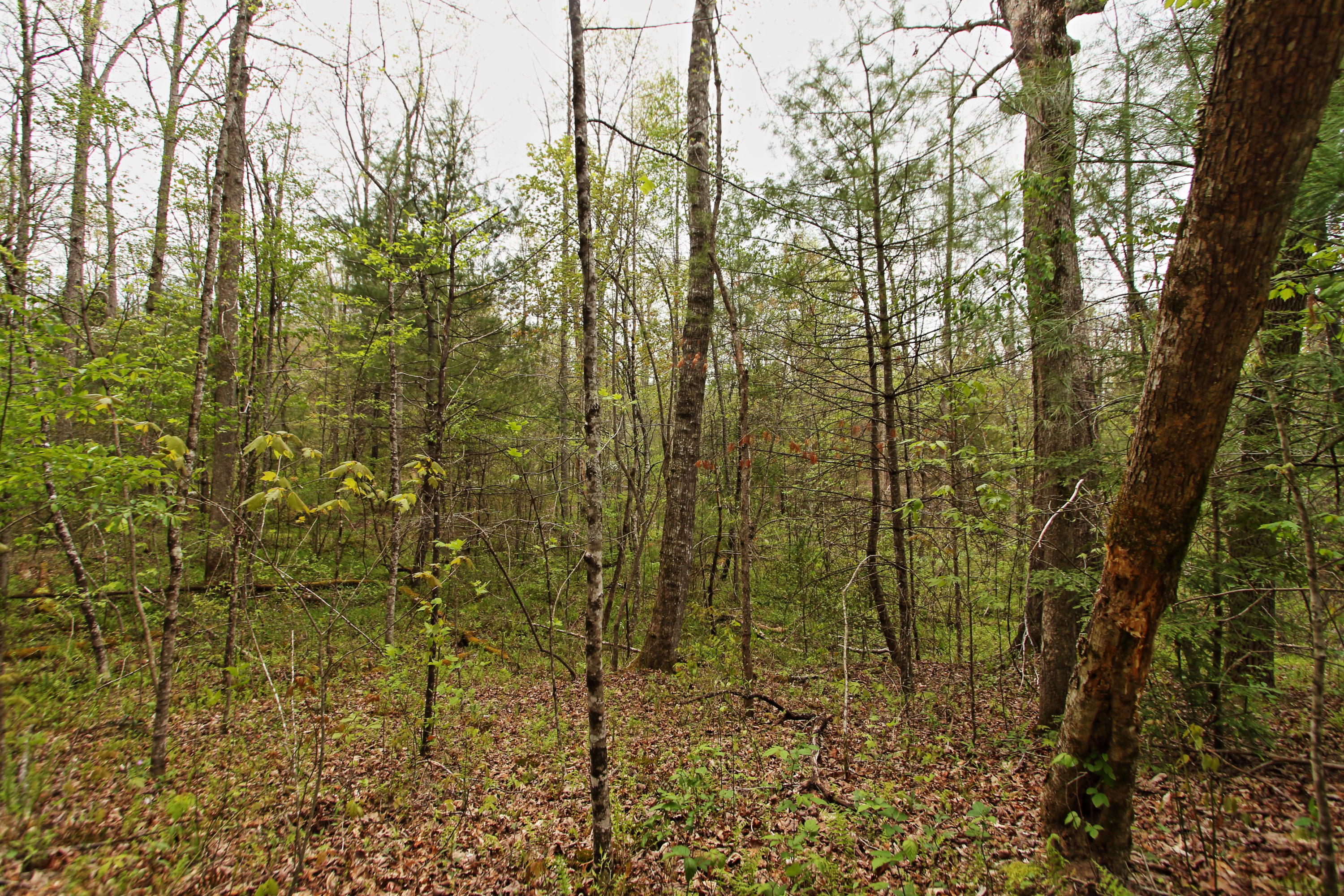 32-acres Mt Helen Road Allardt, TN 38504 - Photo 3 of 15 z12