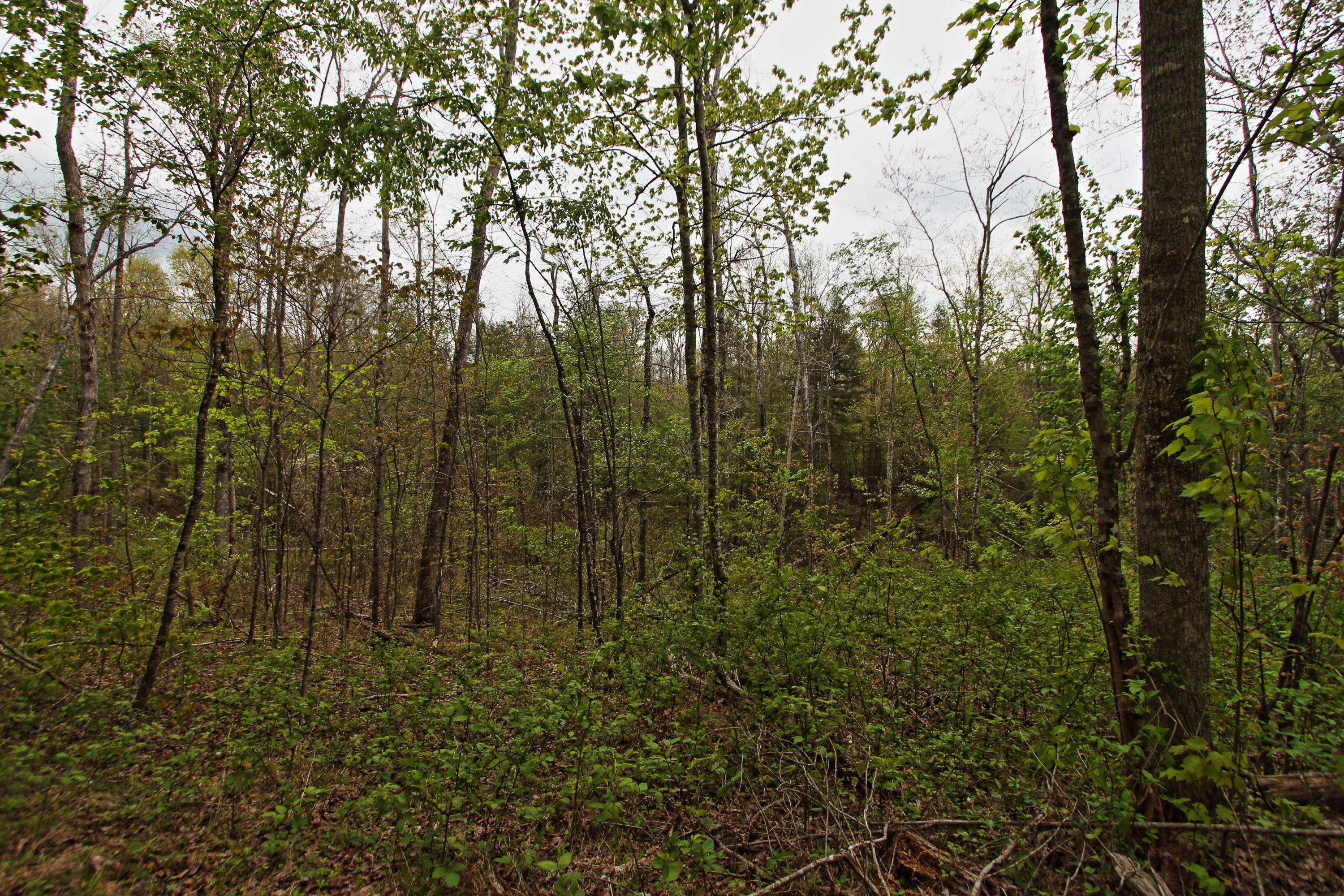 32-acres Mt Helen Road Allardt, TN 38504 - Photo 4 of 15 z11