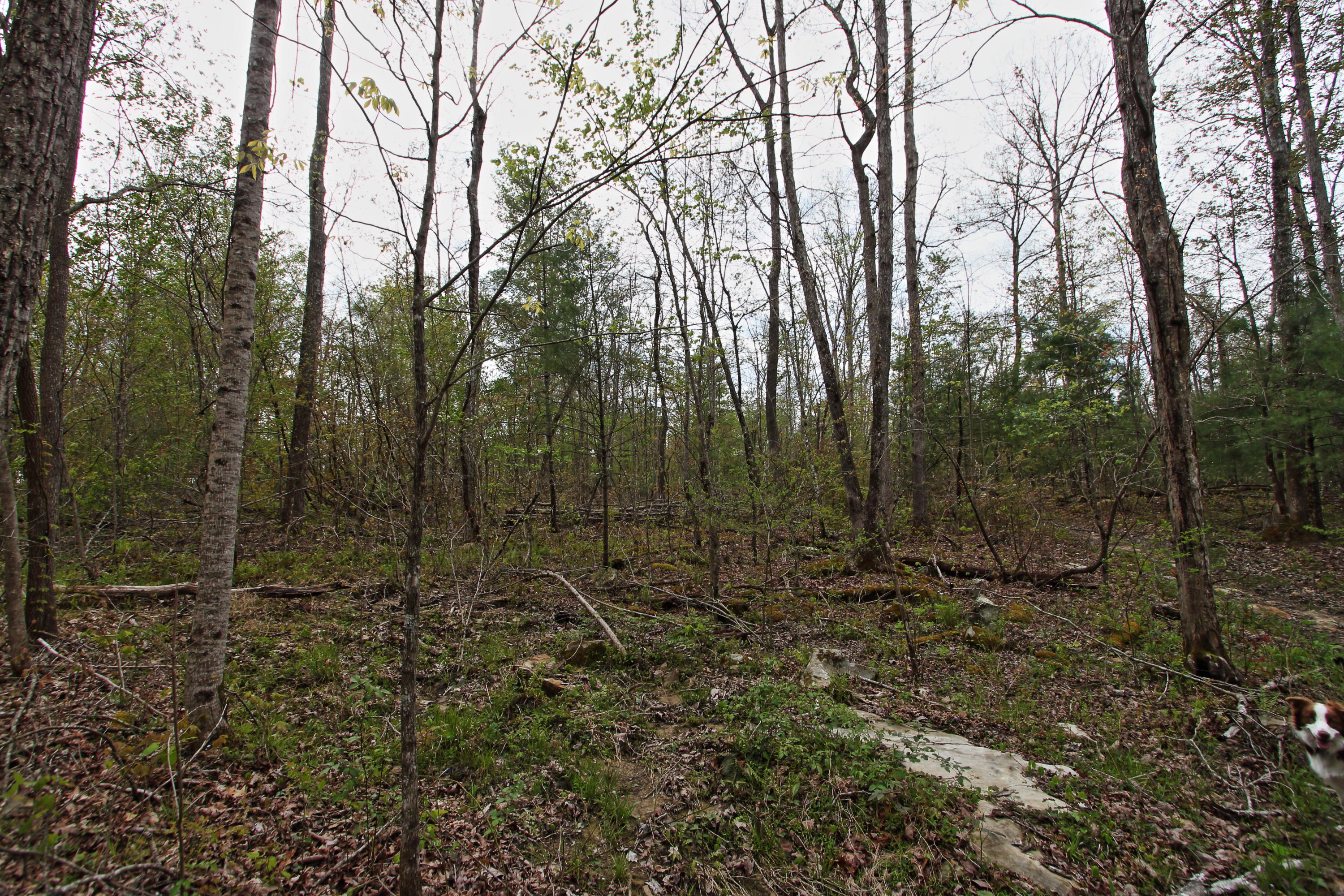 32-acres Mt Helen Road Allardt, TN 38504 - Photo 5 of 15 z1