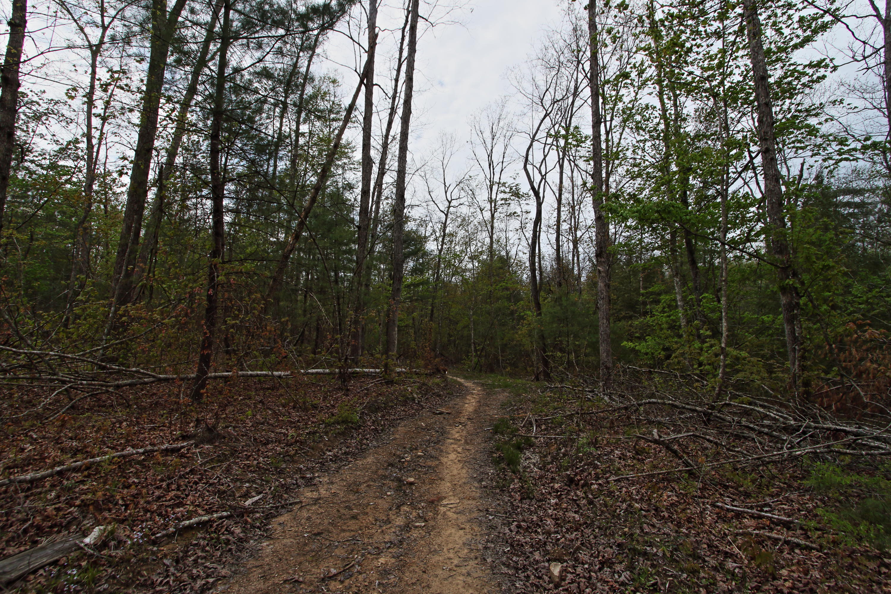 32-acres Mt Helen Road Allardt, TN 38504 - Photo 6 of 15 z2