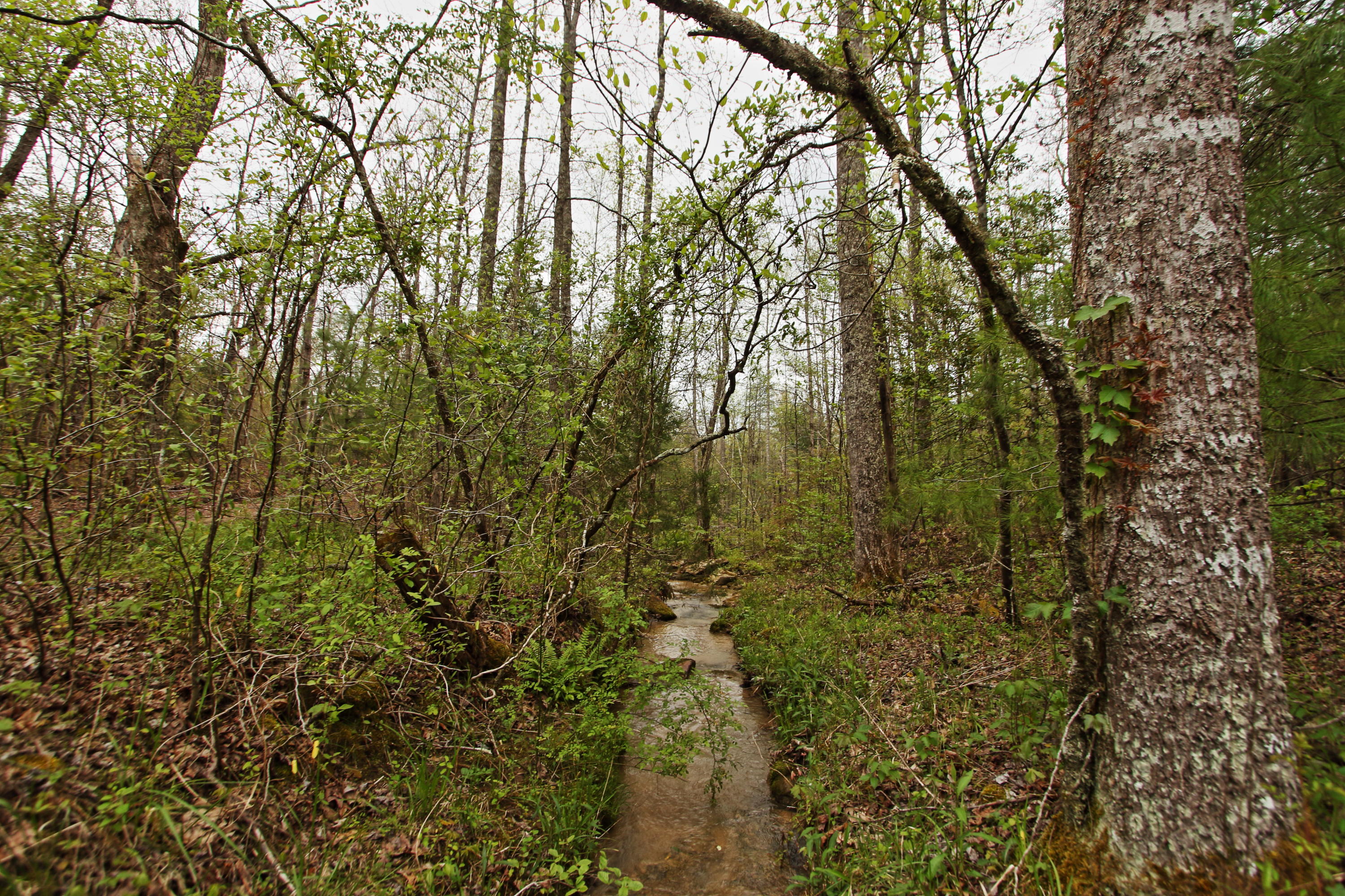 32-acres Mt Helen Road Allardt, TN 38504 - Photo 7 of 15 z15