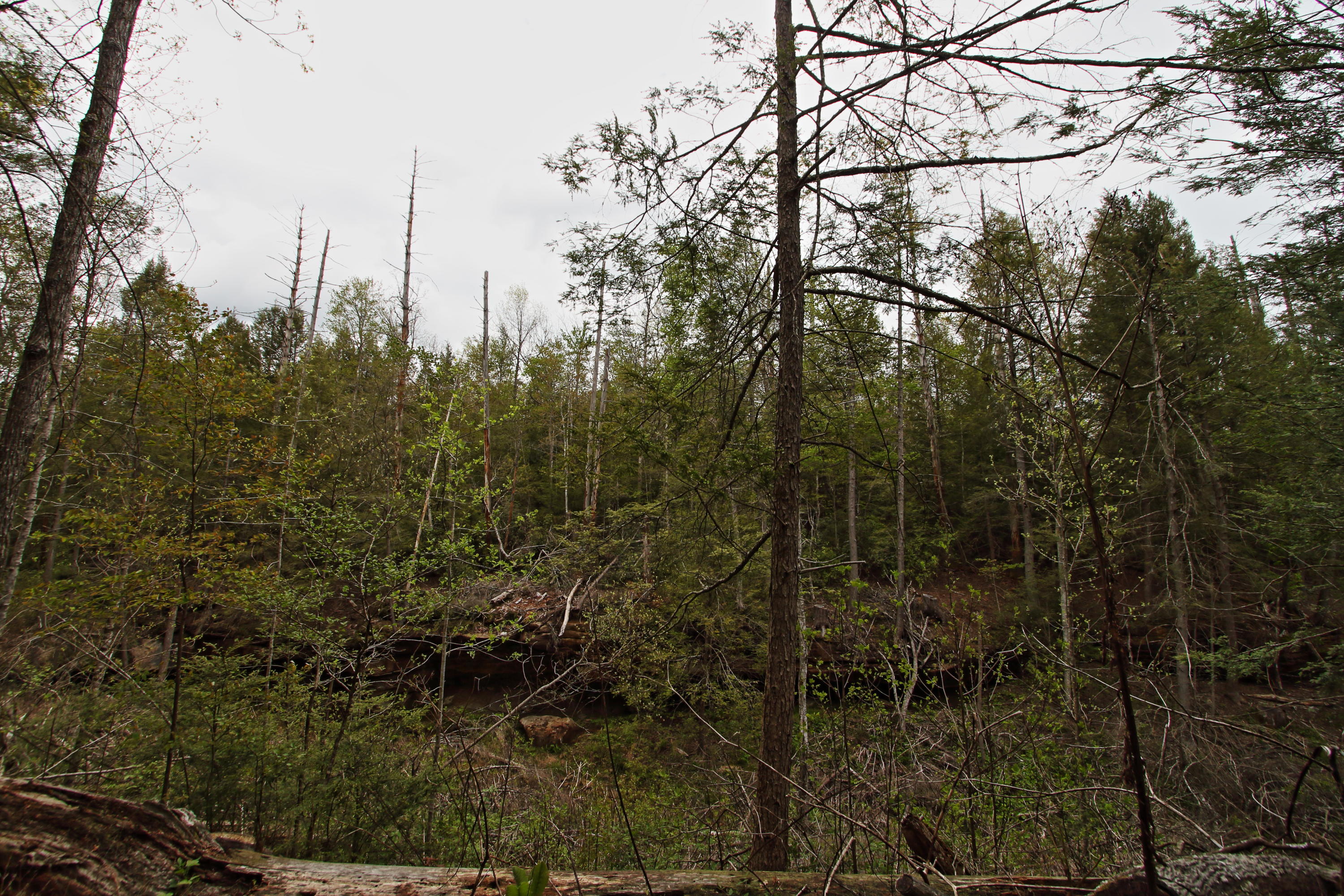 32-acres Mt Helen Road Allardt, TN 38504 - Photo 9 of 15 z5
