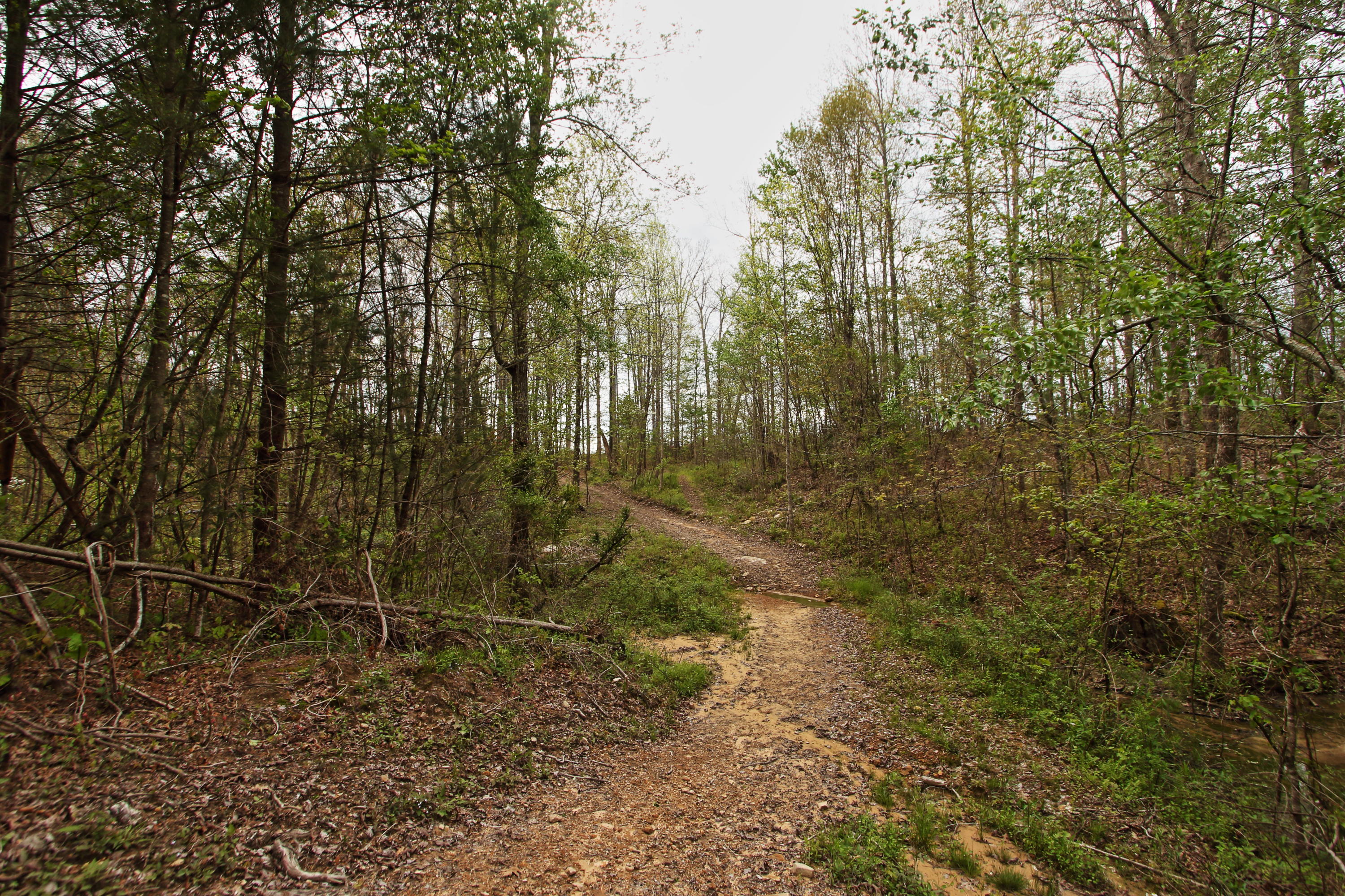 32-acres Mt Helen Road Allardt, TN 38504 - Photo 10 of 15 z8
