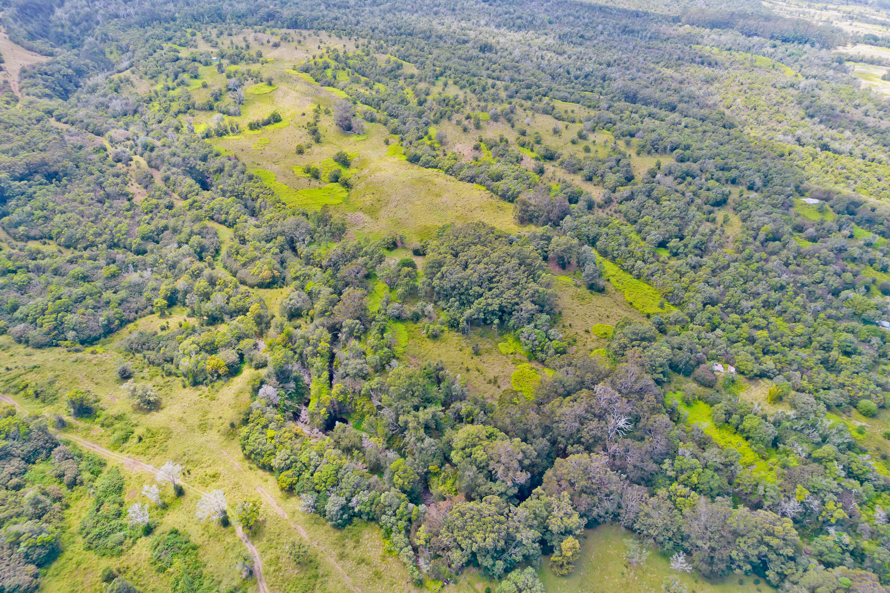 9 Lot Laupahoehoe, HI 96764 - Photo 14 of 28 a view of a dry yard covered with trees