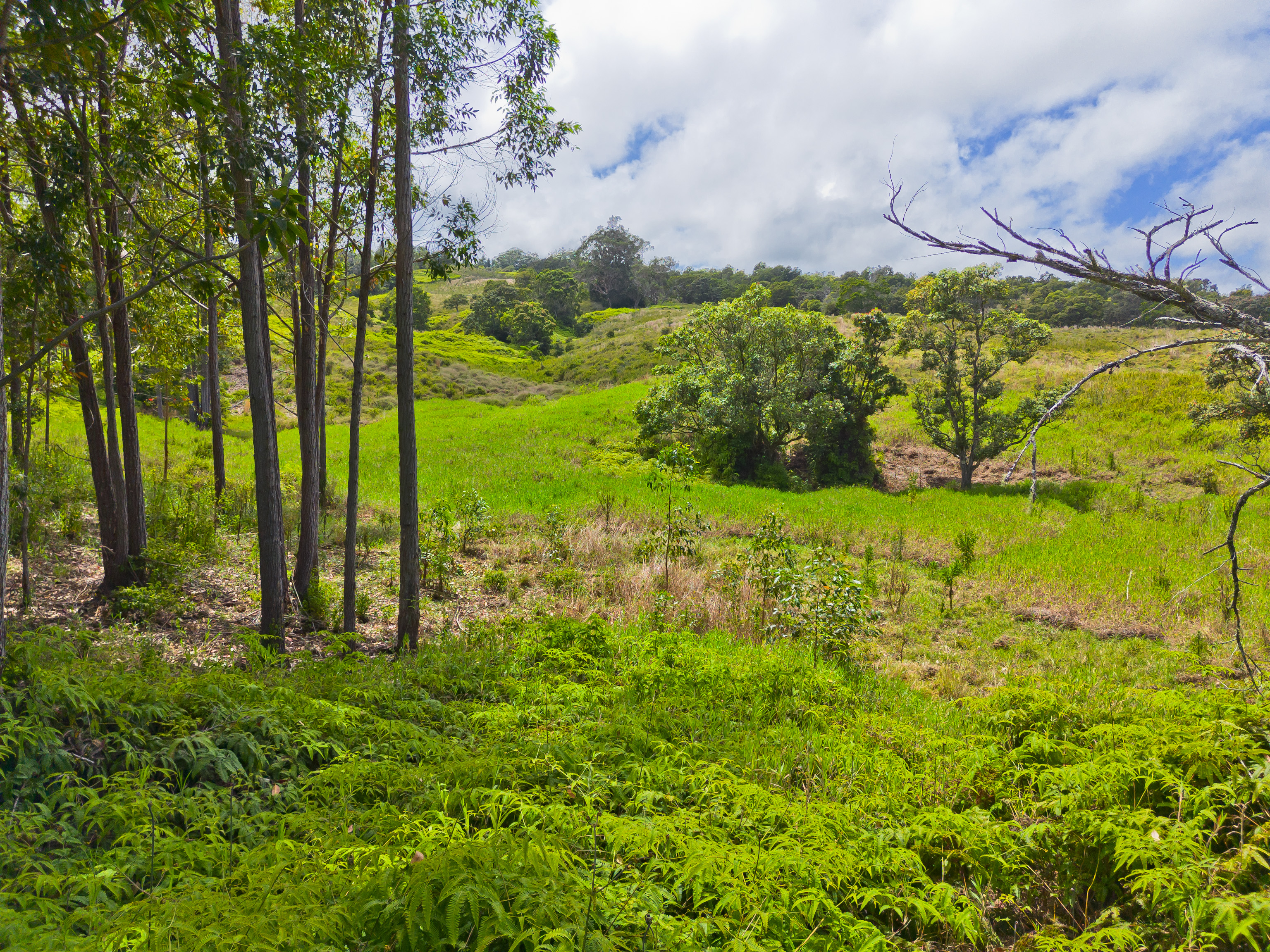 9 Lot Laupahoehoe, HI 96764 - Photo 16 of 28 a view of a garden