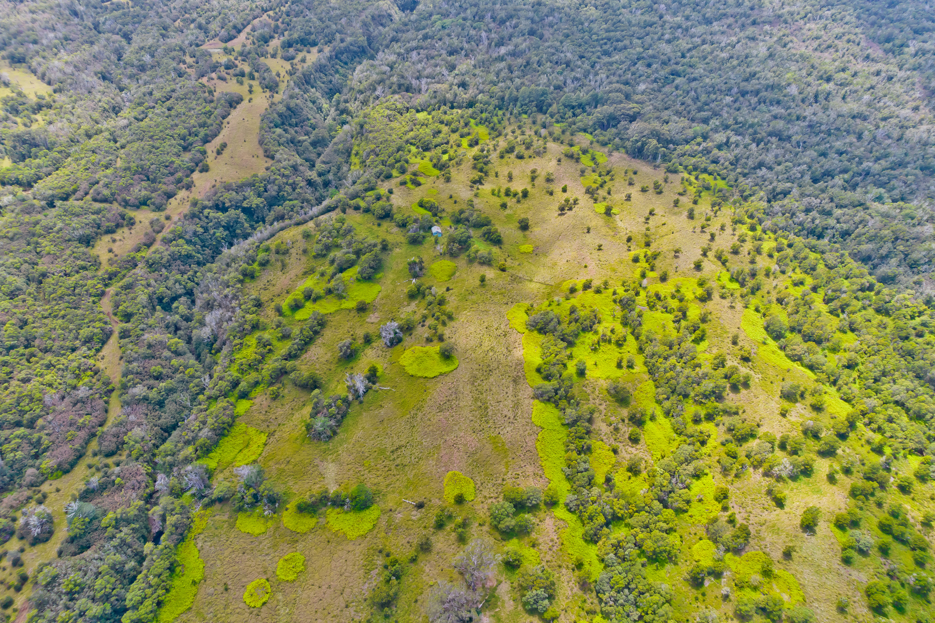 9 Lot Laupahoehoe, HI 96764 - Photo 18 of 28 a view of a yard