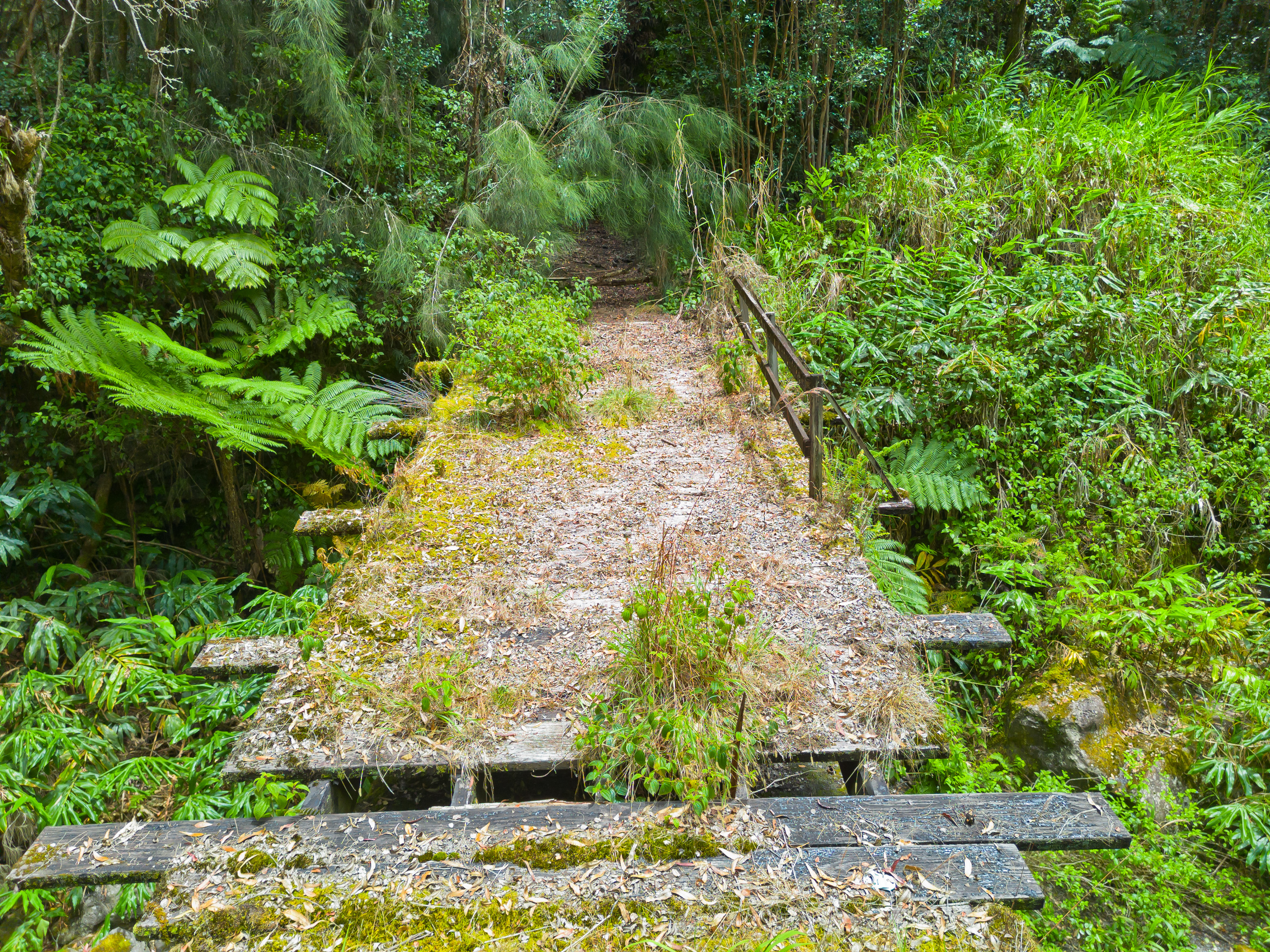 9 Lot Laupahoehoe, HI 96764 - Photo 4 of 28 a view of a garden with plants