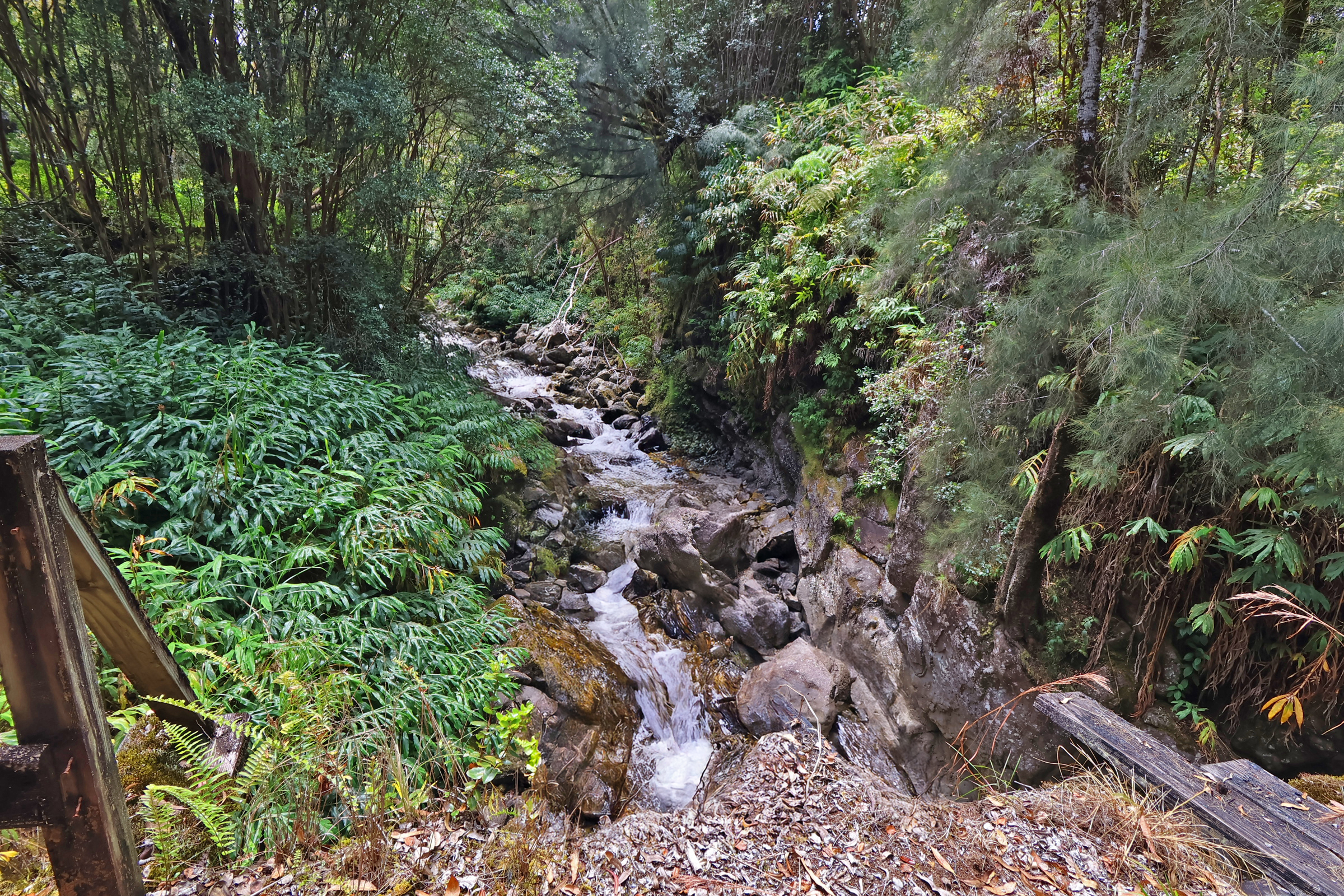 9 Lot Laupahoehoe, HI 96764 - Photo 6 of 28 a view of a garden with plants