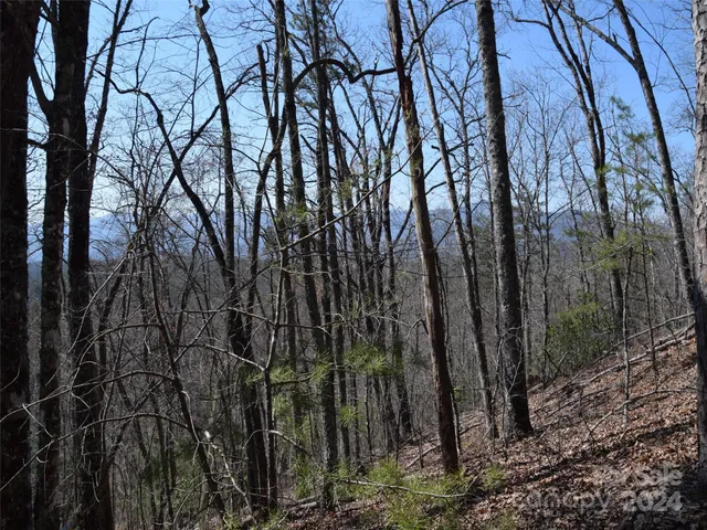 a view of a forest with trees