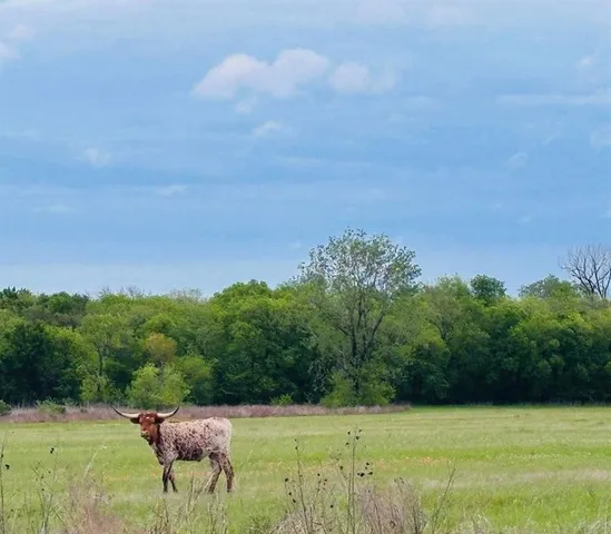 a view of a small yard