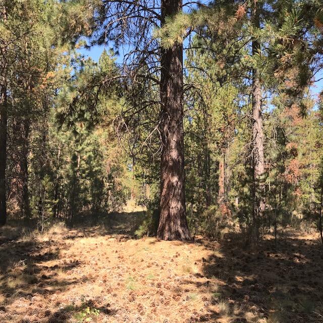 15962 Jackpine Road La Pine, OR 97739 - Photo 4 of 19 IMG_2501