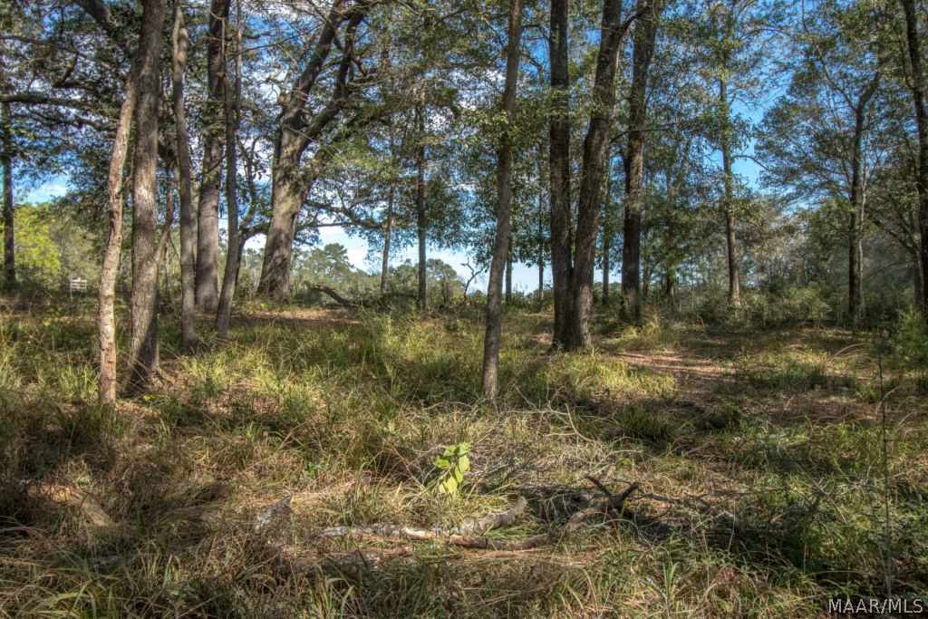 726 Spring Creek Road Geneva, AL 36340 - Photo 12 of 34 Gallery Image 12