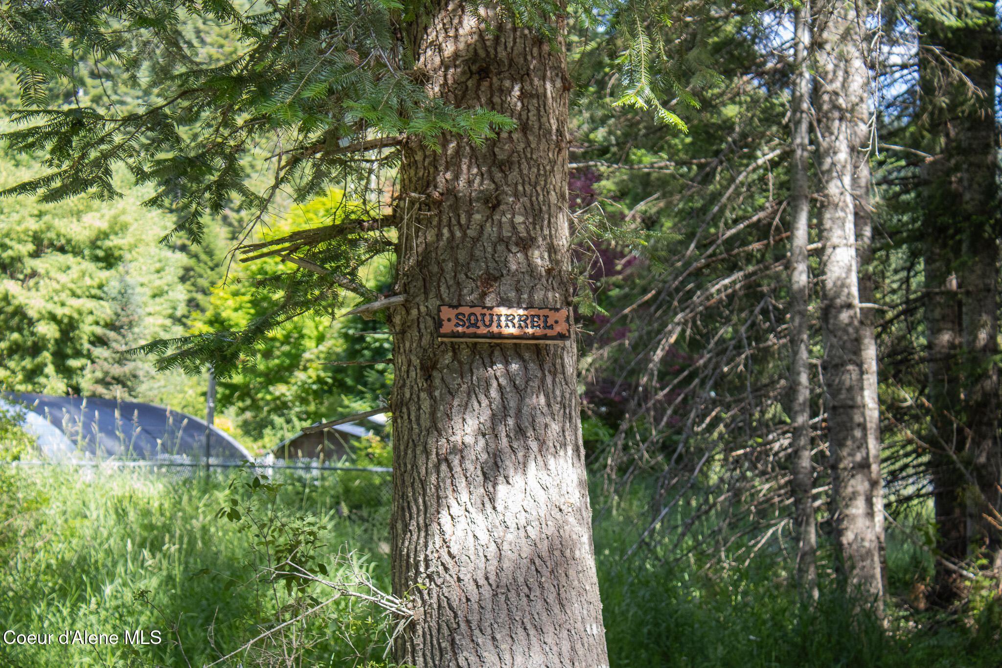 20264 Coeur D'Alene River Road Wallace, ID 83873 - Photo 55 of 59 Squirrel Sign