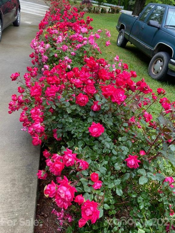 599 Pace Road Hendersonville, NC 28792 - Photo 20 of 24 a flower plants sitting in front of a house