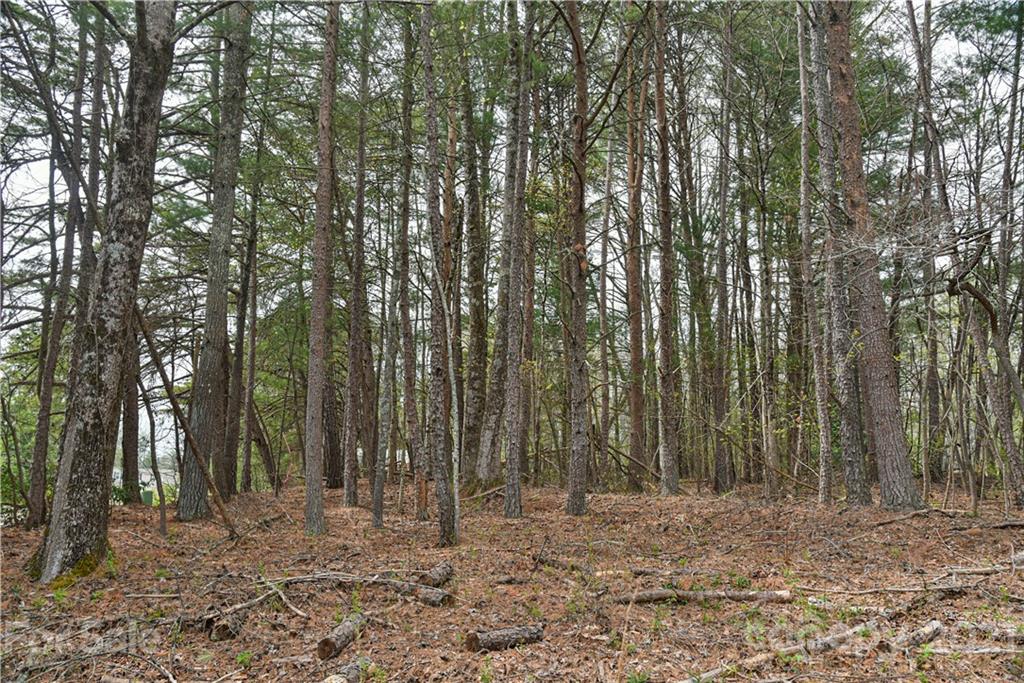 599 Pace Road Hendersonville, NC 28792 - Photo 24 of 24 a view of a yard with lots of trees