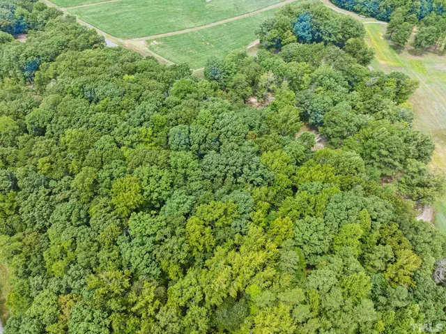 a view of a lush green forest