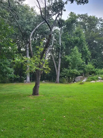 a view of a garden with large trees