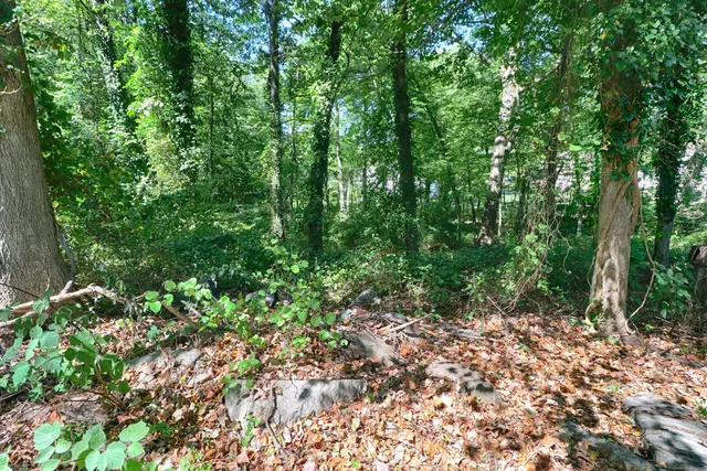 a view of a forest with lots of trees