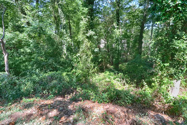 a view of a lush green forest