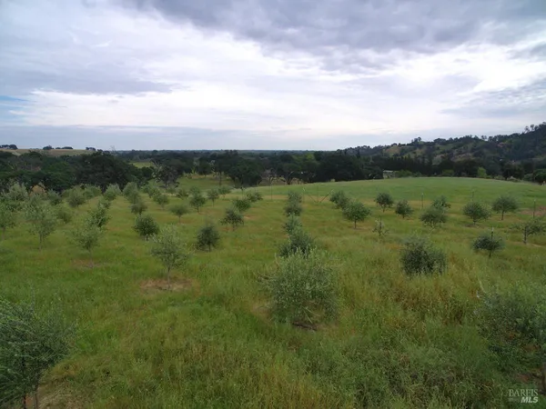 a view of a green field with lots of trees in the background