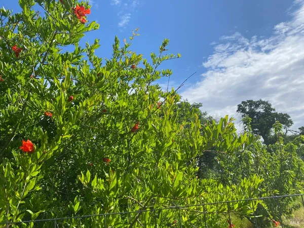 a picture of flowers