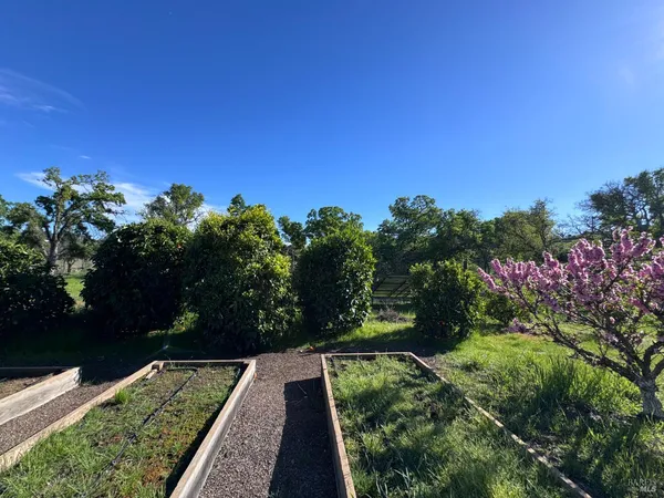 a view of a yard with plants