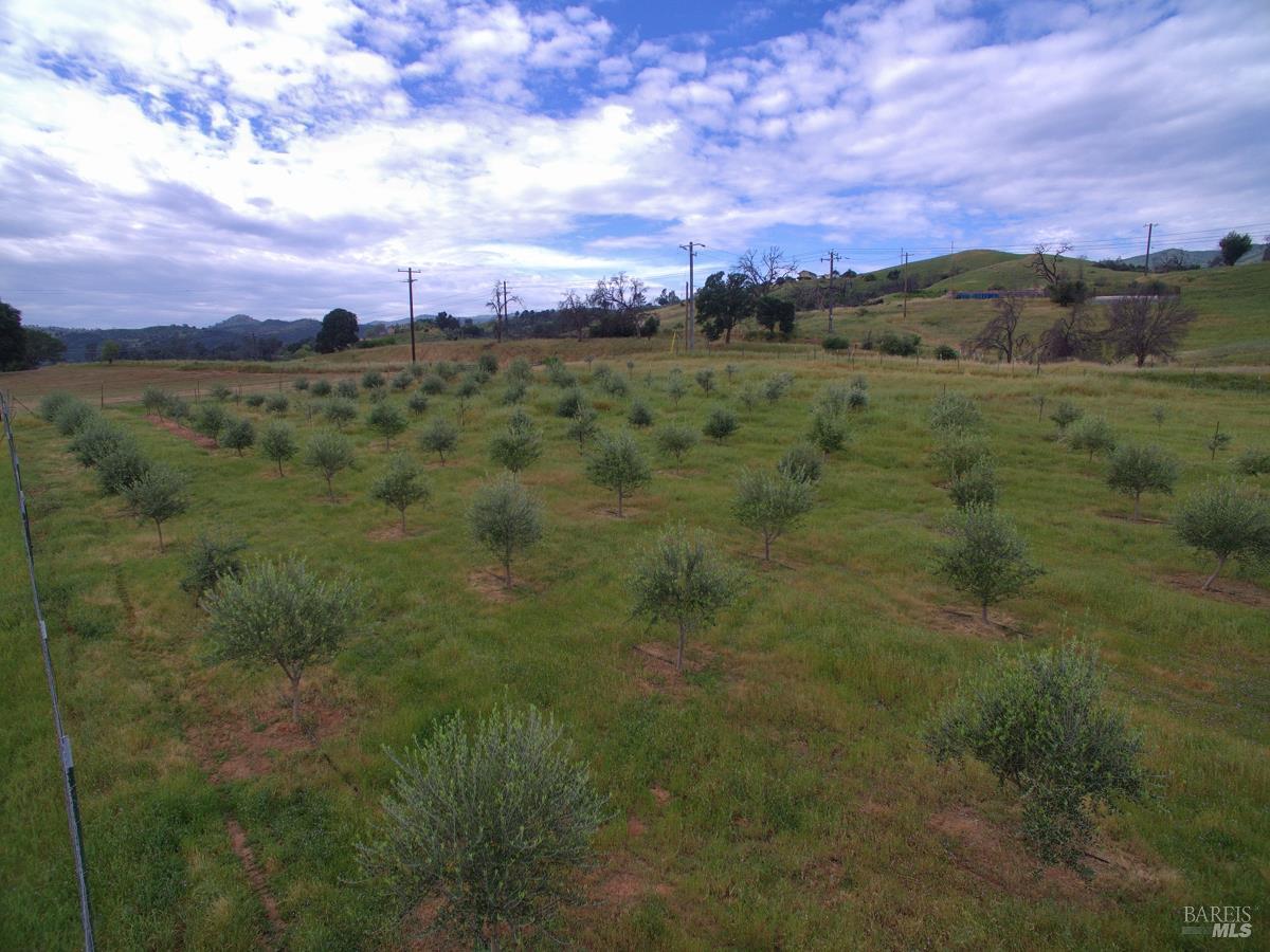 8600 Pleasants Valley Road Winters, CA 95694 - Photo 10 of 35 Olive grove