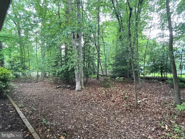 a view of a forest that has large trees