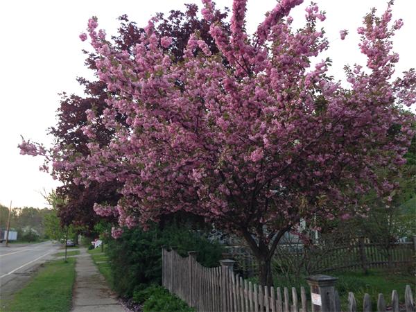 149 Market Street Amesbury, MA 01913 - Photo 19 of 23 a picture of tree