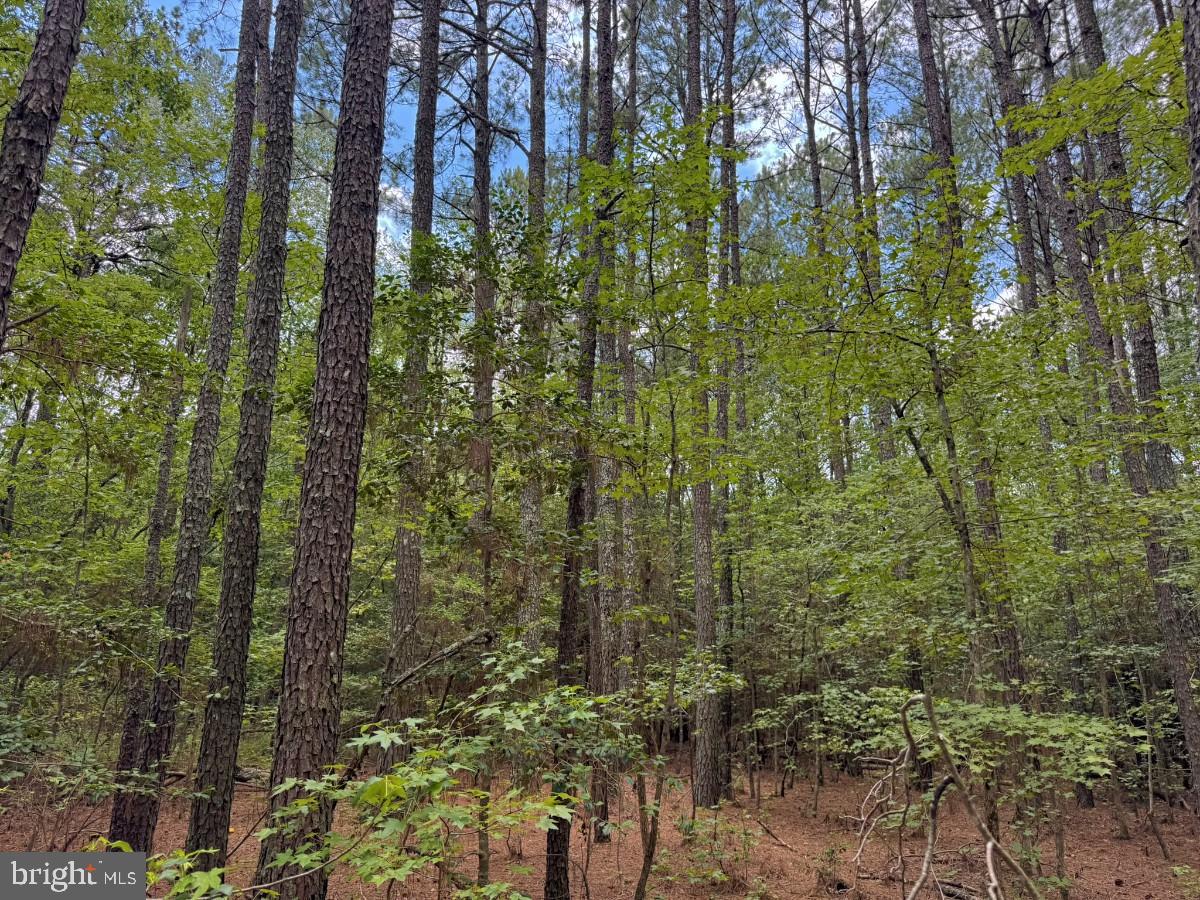 0 Salisbury Road Spring Grove, VA 23881 - Photo 17 of 23