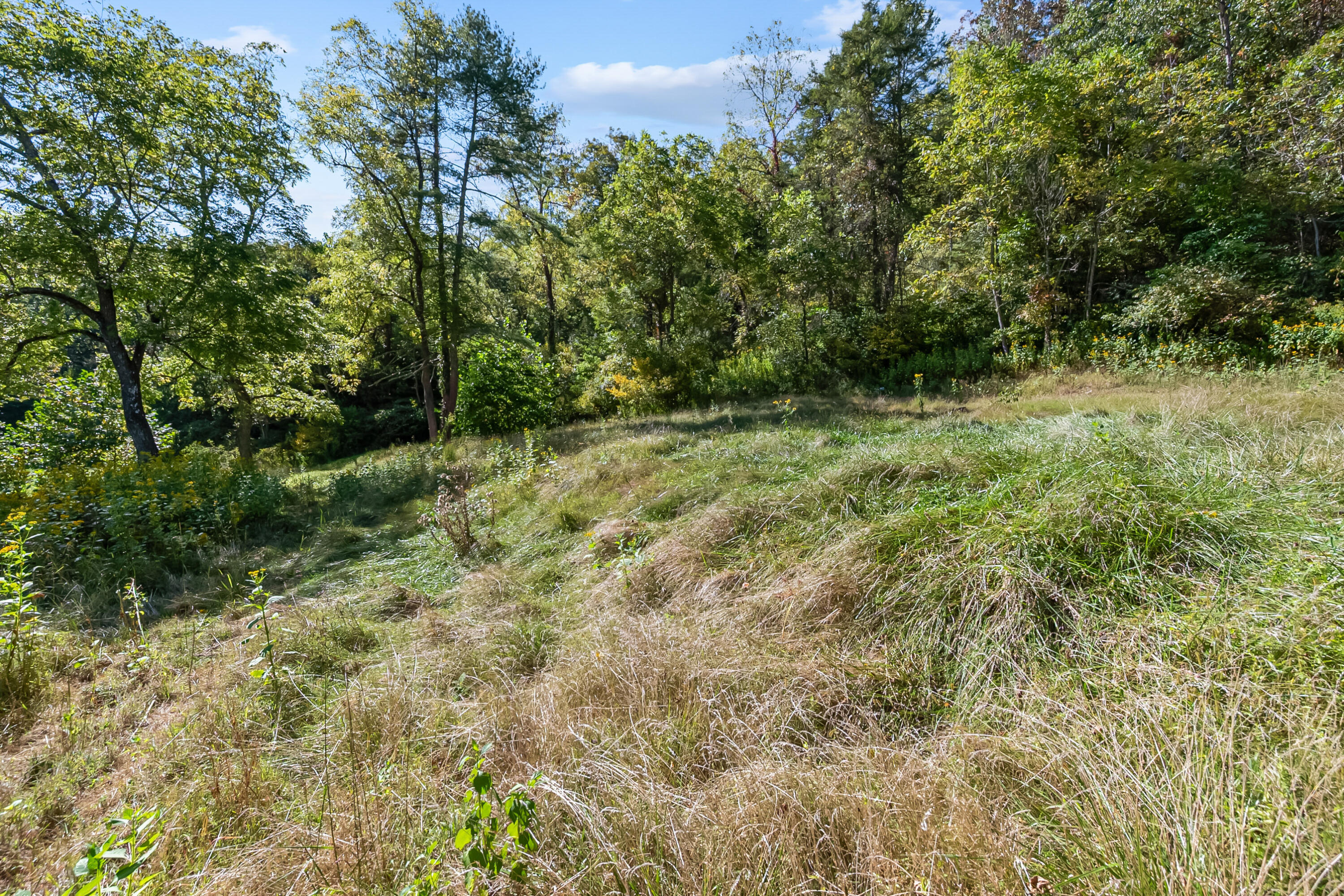 6286 Chestnut Ridge Road Riner, VA 24149 - Photo 63 of 102 a view of a yard with plants and a tree