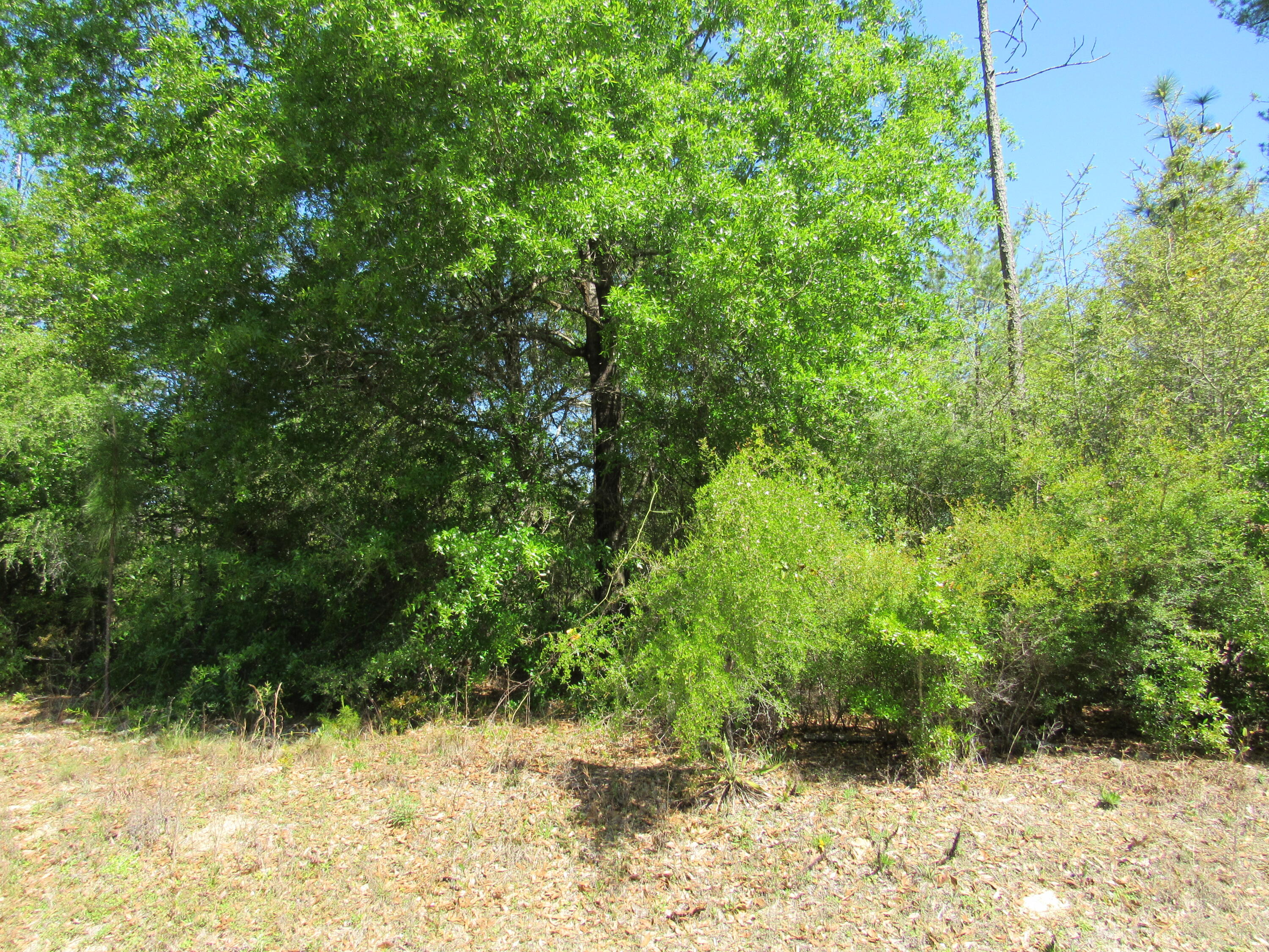 Lot 9 Richardson Road Crestview, FL 32539 - Photo 4 of 4