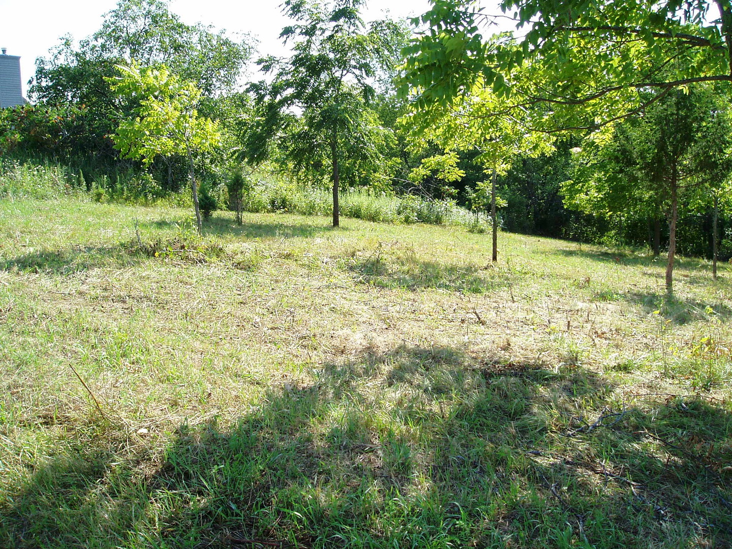 a view of backyard of green space