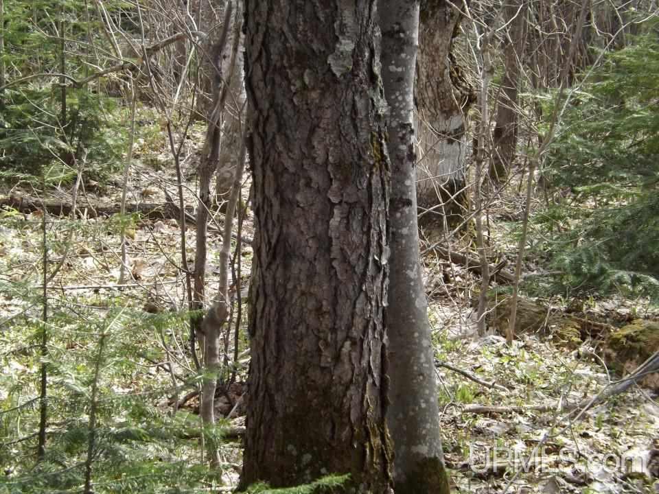 Tbd Forest Rd 180 Wakefield, MI 49968 - Photo 12 of 15